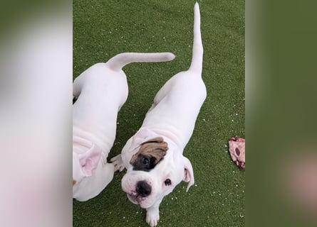 American Bulldog Welpen