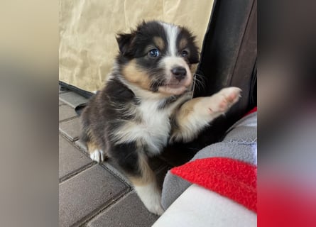 Knuddelige Australian Shepherd Welpen suchen Stellung für's Leben