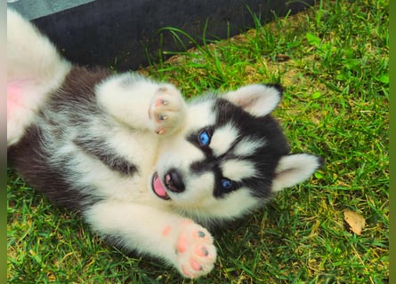 FCI Pedigree Blue Eyed Black & White Siberian Husky Champion Puppy