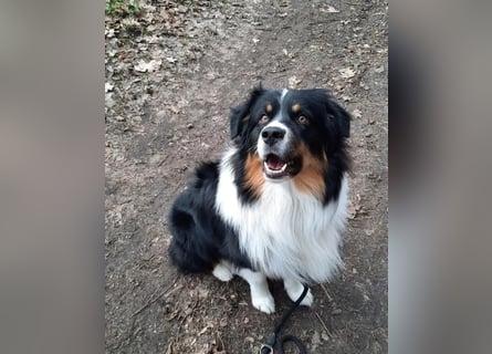 Australian Shepherd Welpen tricolor – Abgabe ab dem 28.05.2025