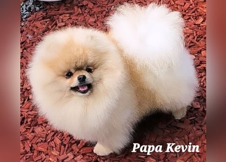 Reinrassige Pomeranian-Hündinnen mit Ahnentafel suchen ihre Traumfamilien