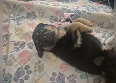 Rottweiler Schäferhund Mischling