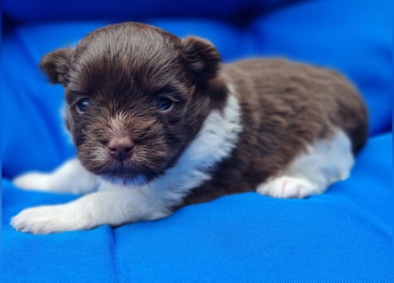 Bezaubernde Welpen aus Bolonka Zwetna und Pomeranian (Zwergspitz)