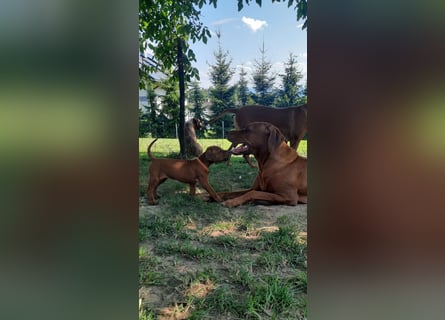 Szczeniaki  Rhodesian Ridgeback/ Pies/Suka Rhodesian Ridgeback/ welpen rhodesian