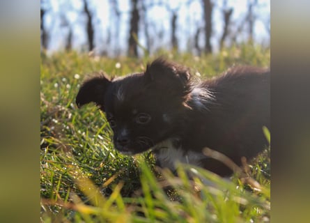 Chihuahuawelpen