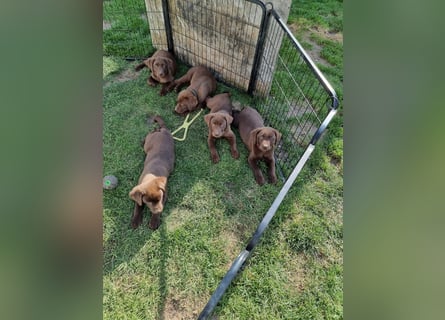 Zuckersüße Reinrassige Labrador Welpen suchen liebevolles Zuhause!
