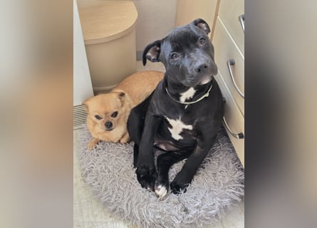 Zuckersüße xxl bully - pitbull hündin