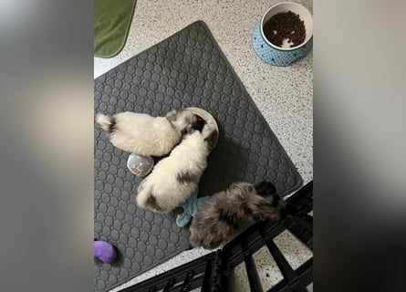 Maltipoo - Welpen - Rüden und Hündin