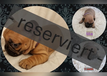 Französische Bulldoggen Welpen