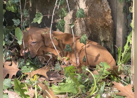 Wunderschöner reinrassiger Vizsla Welpe