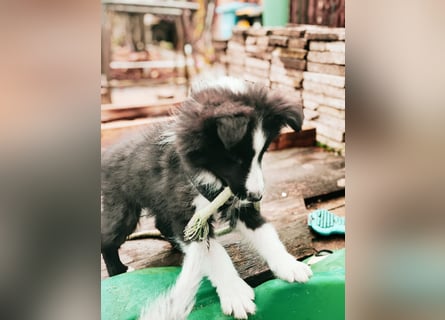 Sheltie 's wahre Seelenhunde