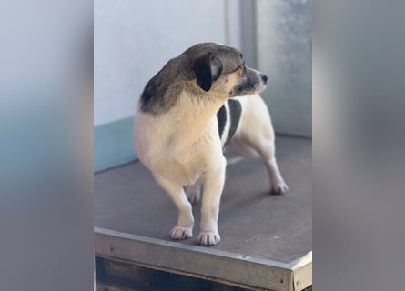 Merle – eine sanfte Seele auf der Suche nach Sicherheit und Geborgenheit