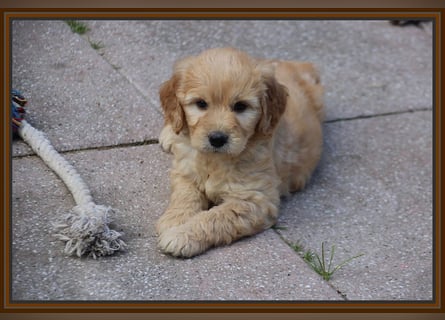 GOLDENDOODLE Traum ! Bezaubernde Welpen aus langjähriger+überprüfter Familienaufzucht.