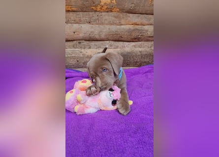Labrador Aussiedor Welpen,dürfen ausziehen,aus liebevoller Zucht