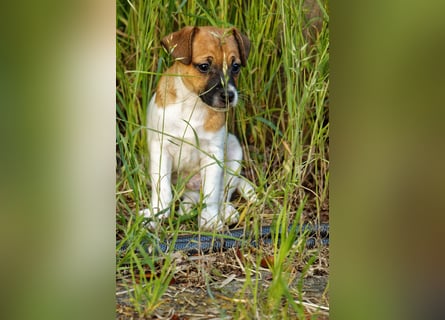 Jack Russell Terrier Welpe (Rüde) abzugeben!