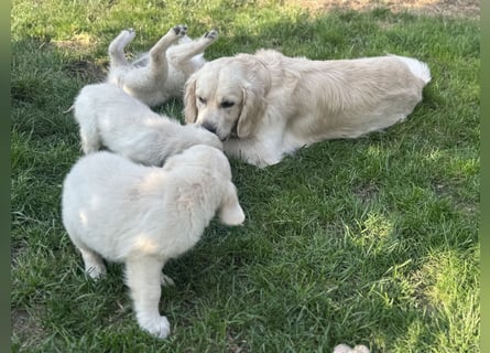 Golden Retriever Deckrüde mit Ahnentafel