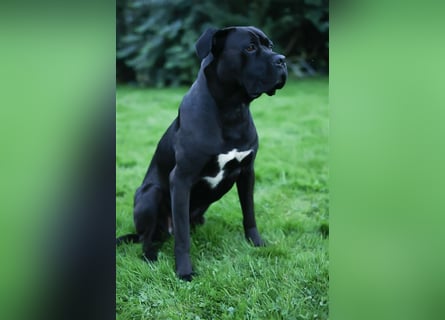 Reinrassige Cane Corso Welpen