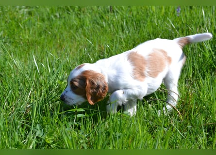 Süßer Fratz - Irish Red and White Setter