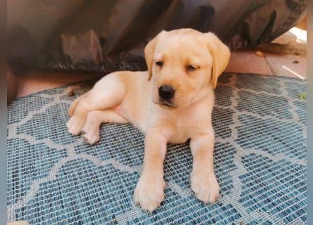 Reinrassige Labradorwelpen