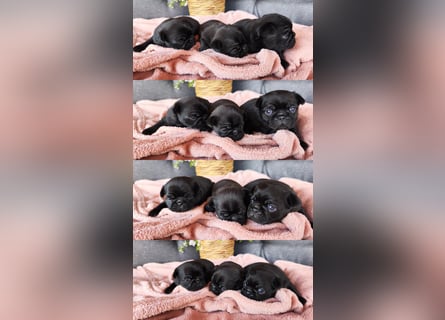 Mops Altdeutsche Mopszucht