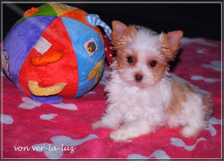 Yorkshire Terrier Welpen -verschiedene Farbgebungen u. Größen