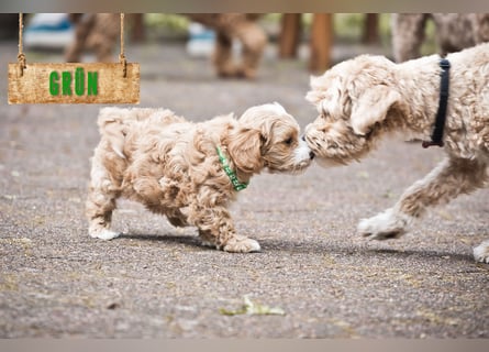 5 Wunderschöne Maltipoo-Welpen suchen ein neues, liebevolles Zuhause!