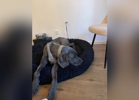Weimaraner-Dogge