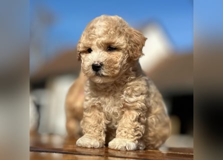 Rarität. Echte Teddybär Maltipoo Welpen in tollem Apricot abzugeben. Malteser/Pudel