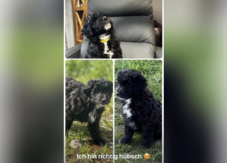 Labradoodle