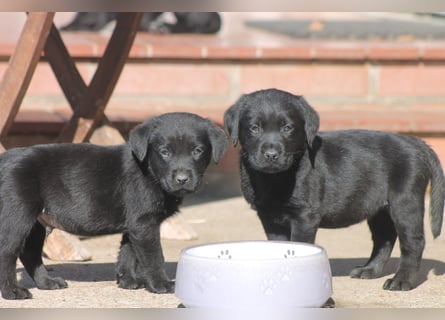 Labrador Welpen