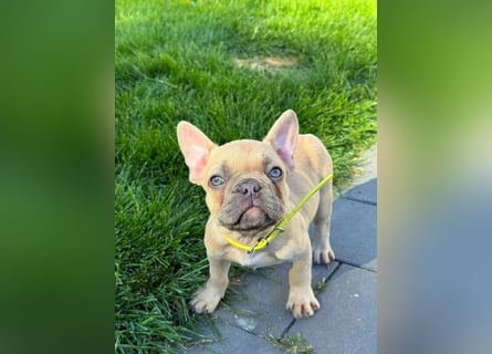 Französische Bulldoggen Welpen mit AT und Nase