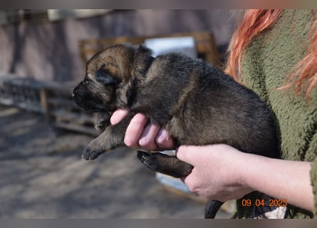 Dunkelgraue Schäferhunde aus Kör-u.Leistungzucht