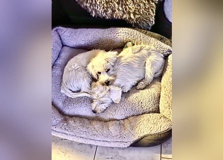 Weiße Zwergschnauzer Welpen nicht haarend reinrassig