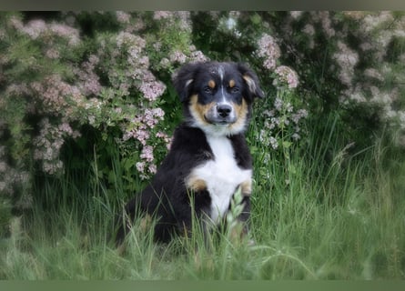 Bezaubernde Australian Shepherd Welpen