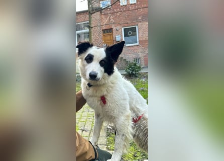 Panda sucht zuhause oder Pflegestelle