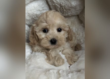 Sehr gesunde Maltipoo welpen in abricot und créme farben.