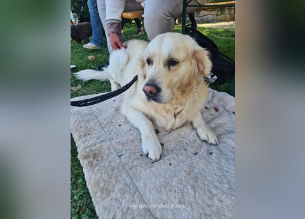 Golden Retriever Deckrüde
