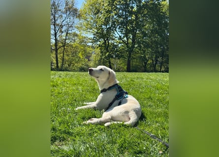 Aufgeweckter Junghund Bueno sucht erfahrene Hände