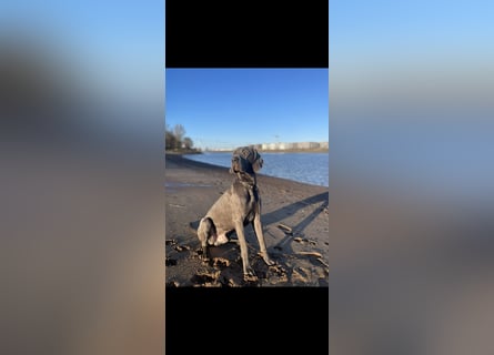 Weimaraner-Dogge