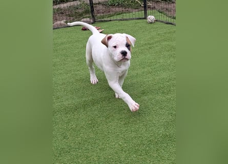 American Bulldog Welpen