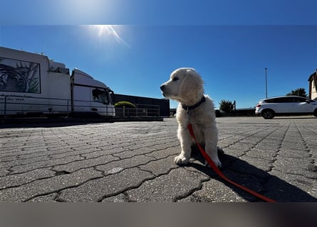 Wesensfeste leinenführige Golden Retriever Welpen mit Stammbaum