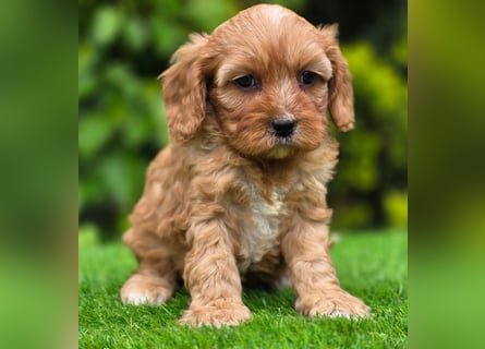 Cavapoo welpen