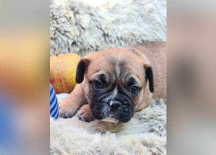 Allerliebste FROPS Kinder (Französische Bulldogge und Mops)