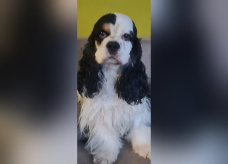 Luna, unsere Cockerhündin, 4 1/2 Jahre alt, sucht liebevolle Familie