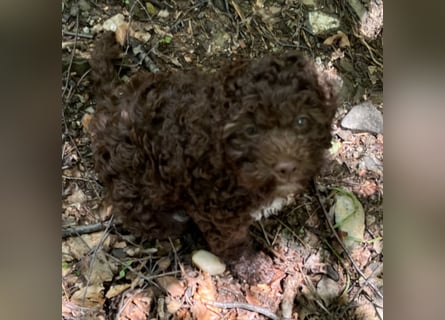 Lagotto - ein Herz aus Locken und Liebe