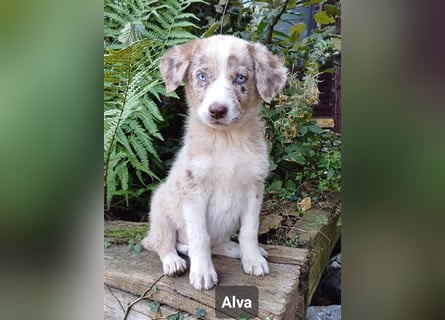 Goldencollie Aussiedor Welpen/ Familien- Anfänger Hunde dürfen ausziehen