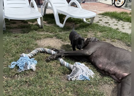 Deutsche Dogge Welpen
