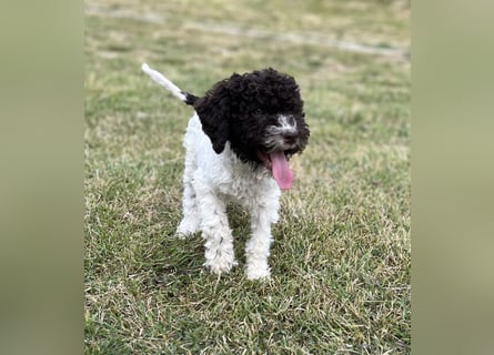 Lagotto Romagnolo – Hochwertige Welpen aus der registrierten Zuchtstätte King of the Truffles