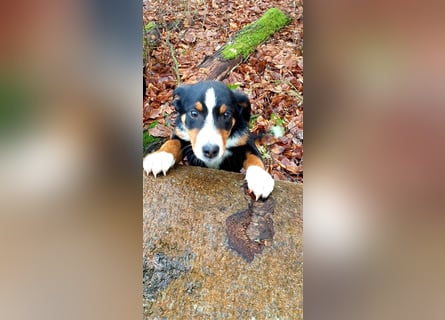 Appenzeller Sennenhund