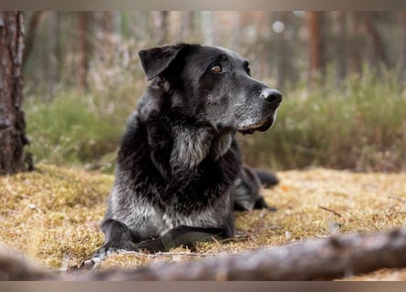 Bubi Balou - treu, intelligent und gut erzogen - Tierhilfe Franken e.V.
